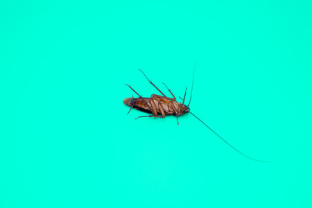 Cockroach isolated on blue background.