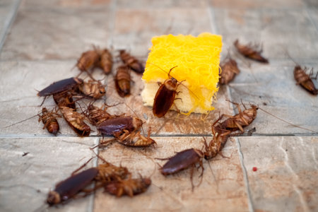 Cockroach on dessert on tile background.