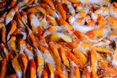 Japan koi fish or Fancy Carp swimming in a black pond fish pond. Popular pets for relaxation and...