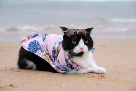 cat wearing sunglasses sitting on the beach with copy space. Funny Animal concept. Vacation concept.の写真素材