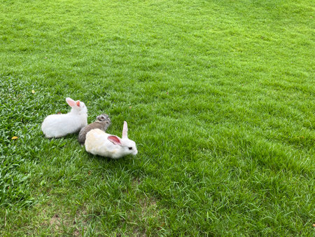 White rabbit on green field. Copy space for design.の写真素材
