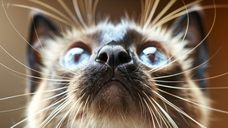 portrait siamese. Cute cat. Pet concept. Generative AI.の素材