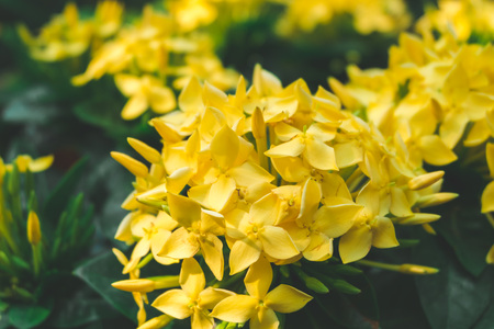 yellow ixora flowerの写真素材