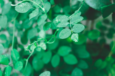 green plantの写真素材