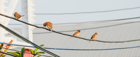 birds on the cable wireの写真素材