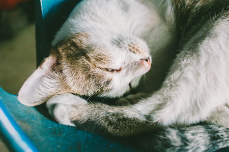 cat sleeping on the plastic chairの写真素材