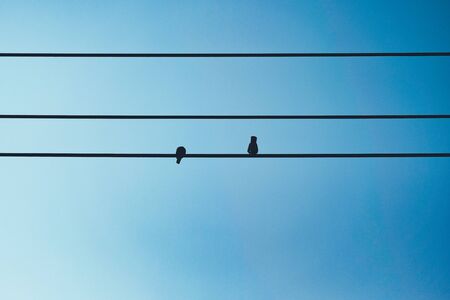 dove on the cableの写真素材