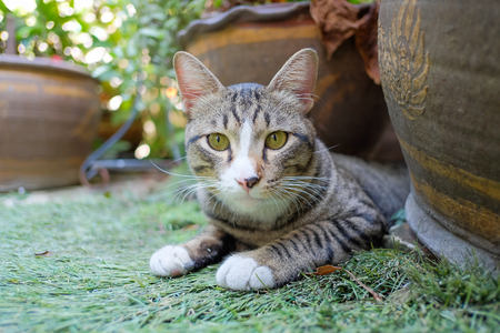 cat sit on the grassesの写真素材