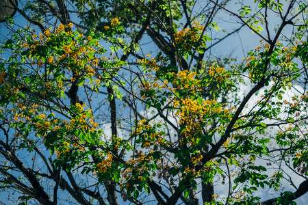 yellow pterocarpus macrocarpus flower treeの写真素材