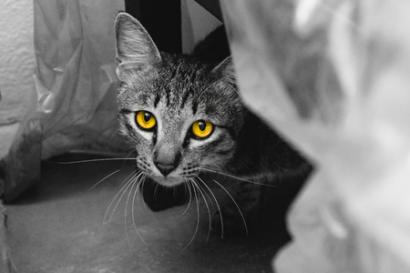 yellow eyes catの写真素材