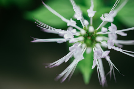 Orthosiphon aristatus macro closeupの写真素材