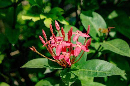 a strand od ixoraの写真素材