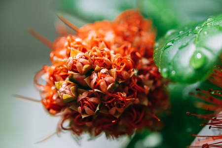 macro red calliandra haematocephala flower after rain dropの写真素材