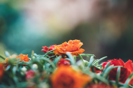 Orange rose with blur backgroundの写真素材