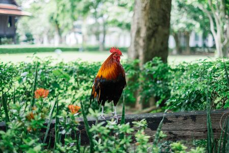 chicken in the garden with green treeの写真素材