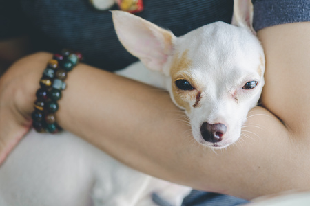 white chihuahua in human armの写真素材