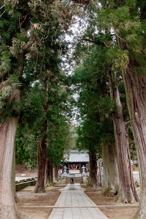 pine tree pathの写真素材