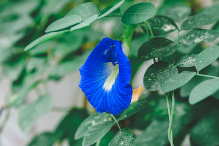 Blue pea flowerの写真素材