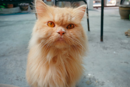 brown persian cat sitting on concrete floorの写真素材
