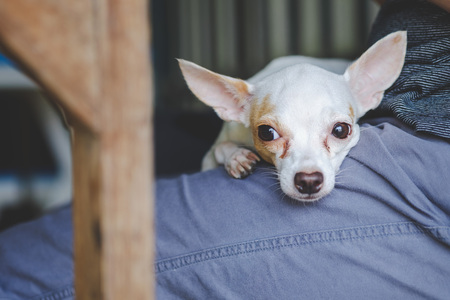 white chihuahua lay on the human legの写真素材