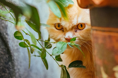 orange persian cat behind tree branchの写真素材