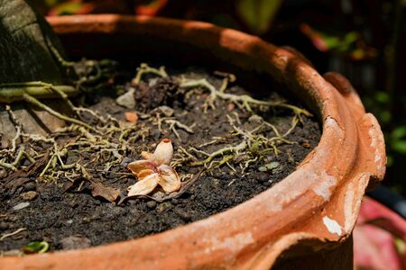 dying ixora on the tree potの写真素材