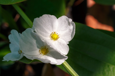 white flower with sunlightの写真素材
