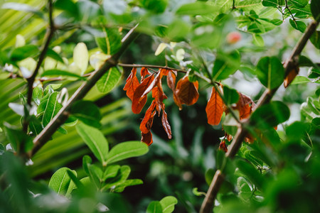 dying leaf among green leafの写真素材