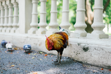chicken eating on the bridgeの写真素材