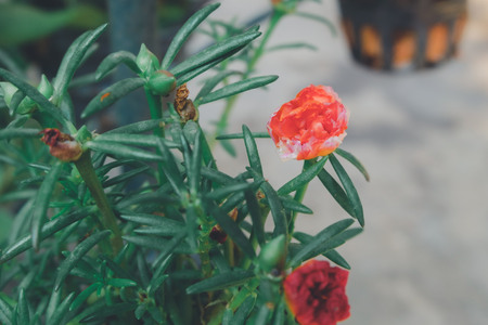 orange rose on the treeの写真素材