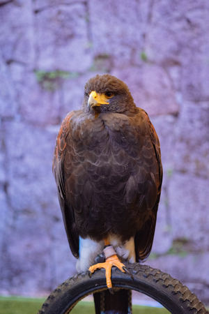 brown eagle on the bicycle tireの写真素材