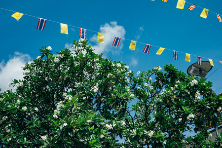 white plumeria tree with thai flag stringsの写真素材