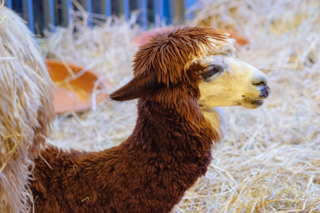 brown alpaca sitting on the strawの写真素材