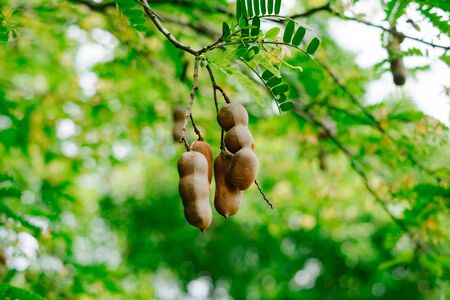 Tamarind on the treeの写真素材