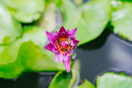 Purple lotus with green flower and bees in the poolの写真素材