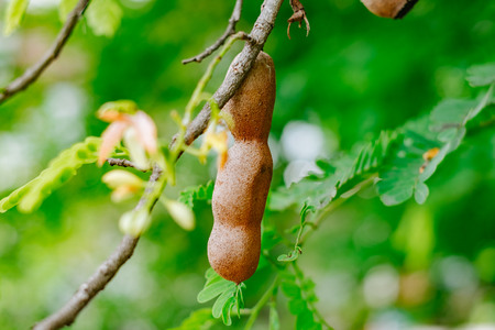 Tamarind on the treeの写真素材