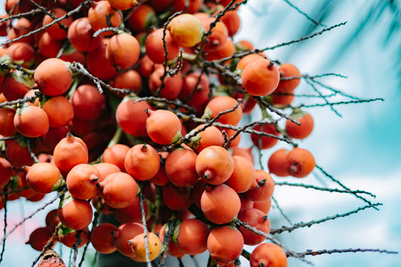 Foxtail palm treeの写真素材