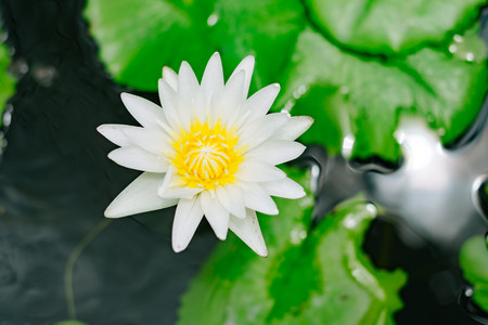 White lotus with green flower in the poolの写真素材
