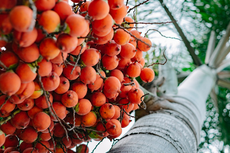 Foxtail palm treeの写真素材