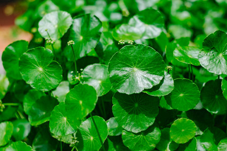 Hydrocotyle umbellateの写真素材