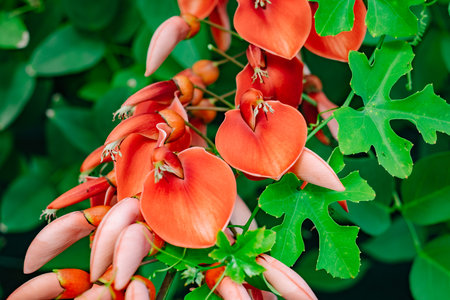 Erythrina crista-galliの写真素材