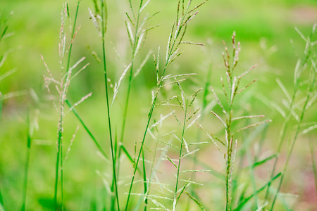 Chloris barbata
