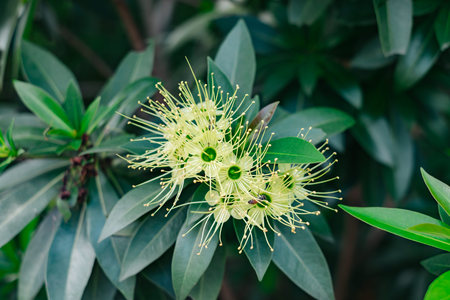 Yellow sweet leafの写真素材