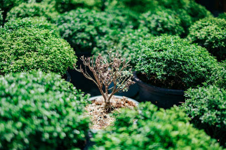 Dying plant among many green plant in sun light.の写真素材