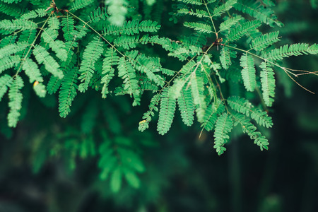 Green tamarid flower branch.の写真素材