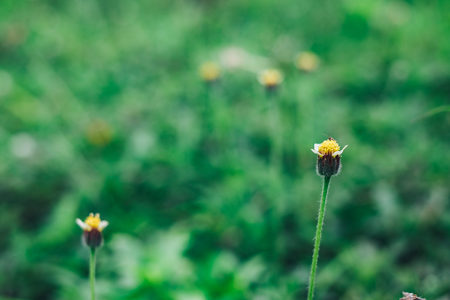 Glass flower with tiny insect on top and blur background.の写真素材