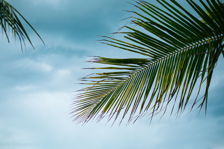 Coconut tree with cloudy blue skyの写真素材