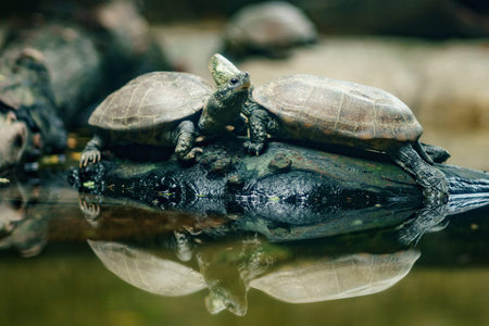 Turtle on the rock at the zoo.