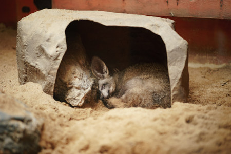 Fox sleeping in the tiny cave at the zoo.の写真素材