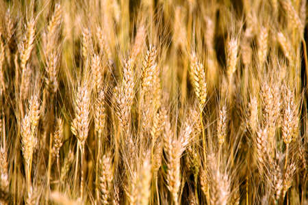 Wheat ears close-up in a field